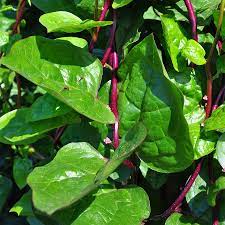 Leafy Greens Seeds