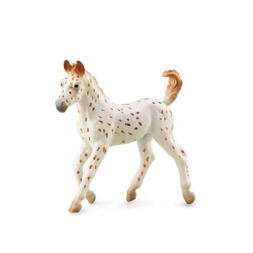Knabstrupper Foal - Leopard Spotted