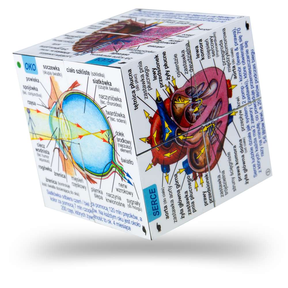 Human Body Systems and Statistics Cubebook
