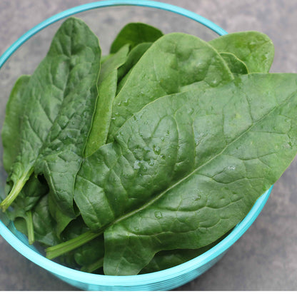 Leafy Greens Seeds