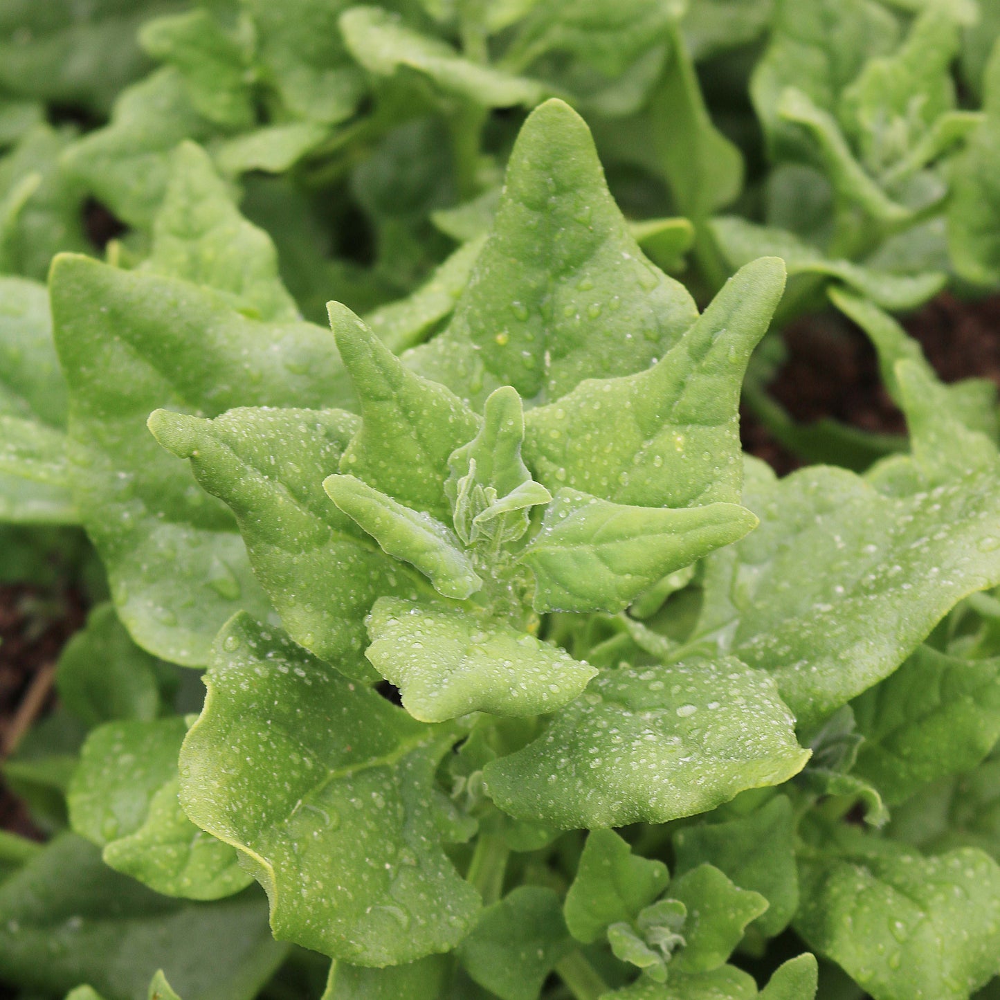 Leafy Greens Seeds
