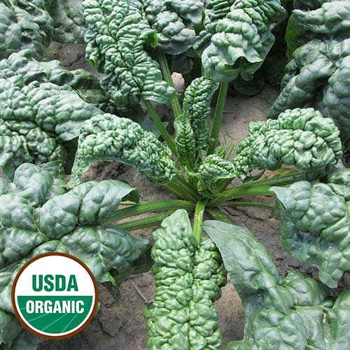 Leafy Greens Seeds