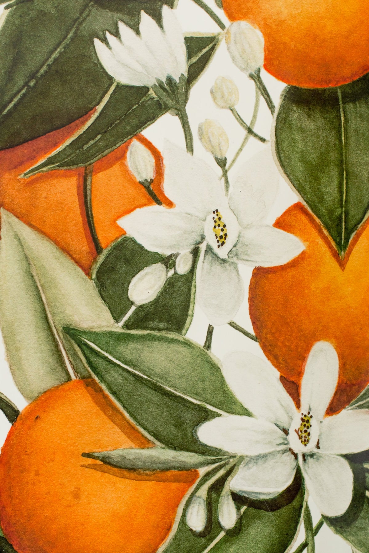 Blooming Citrus Wallpaper